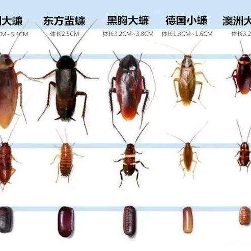 肃陨  灭虫
