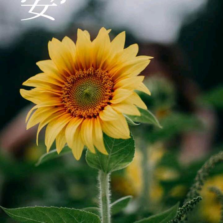 繁华人间