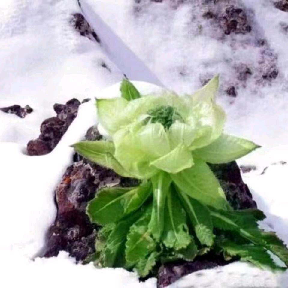 极地白雪莲