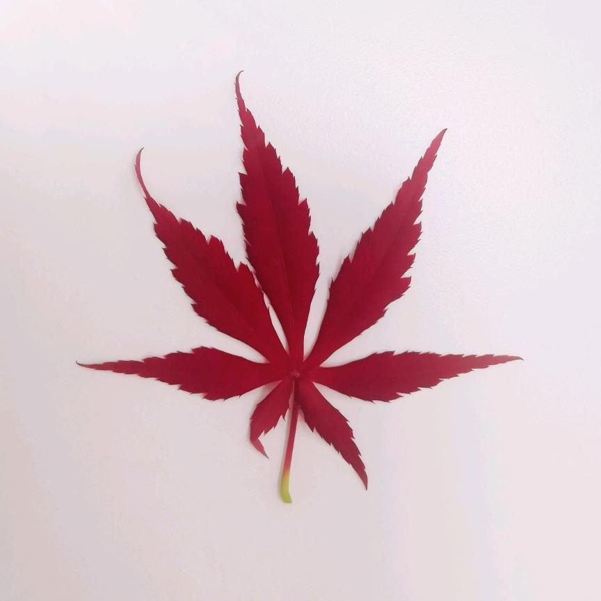街角花摊