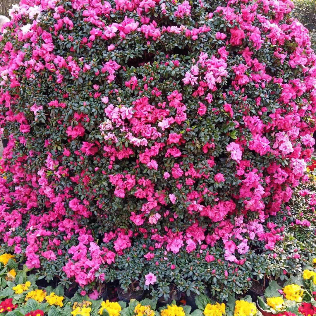 小蓝蓝🔥🔥🔥