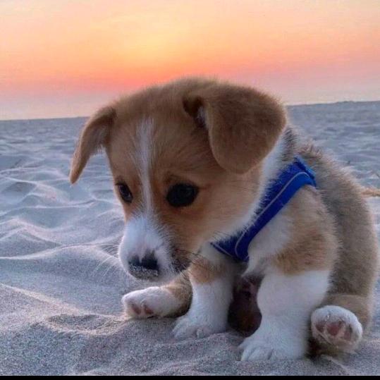 爱涵宝（沉迷三角洲中）