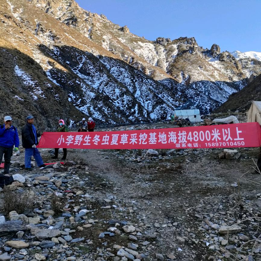 《小李》野生冬虫夏草鲜草季