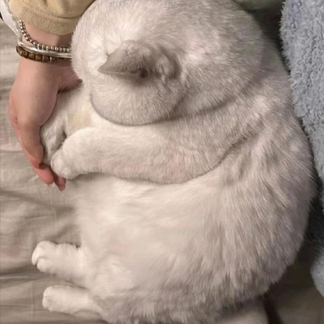 是小L诶