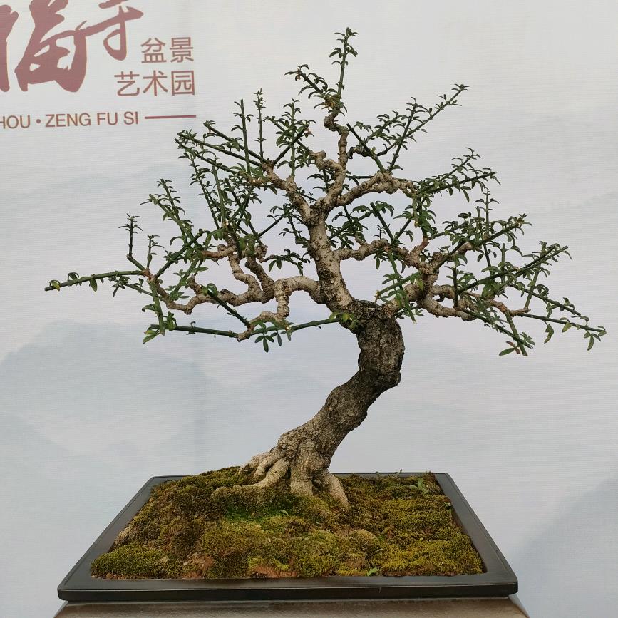莹飞花卉