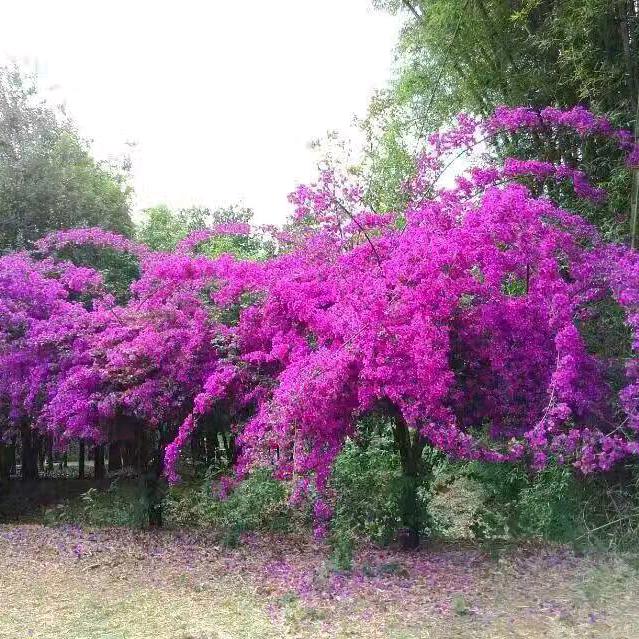 芬
