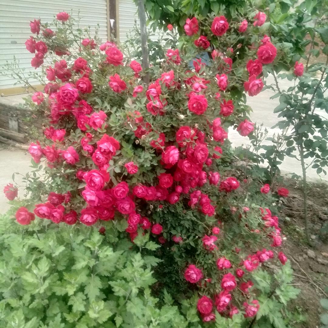 我的开心在抖音