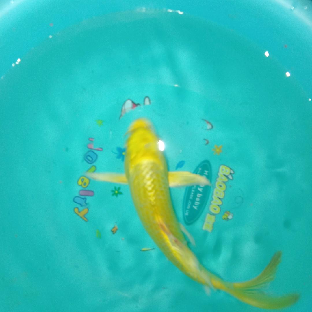 王者荣耀来坑人