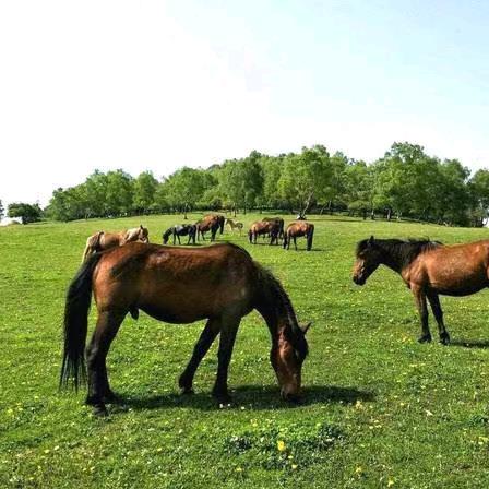 鄂尔多斯铲车。9382