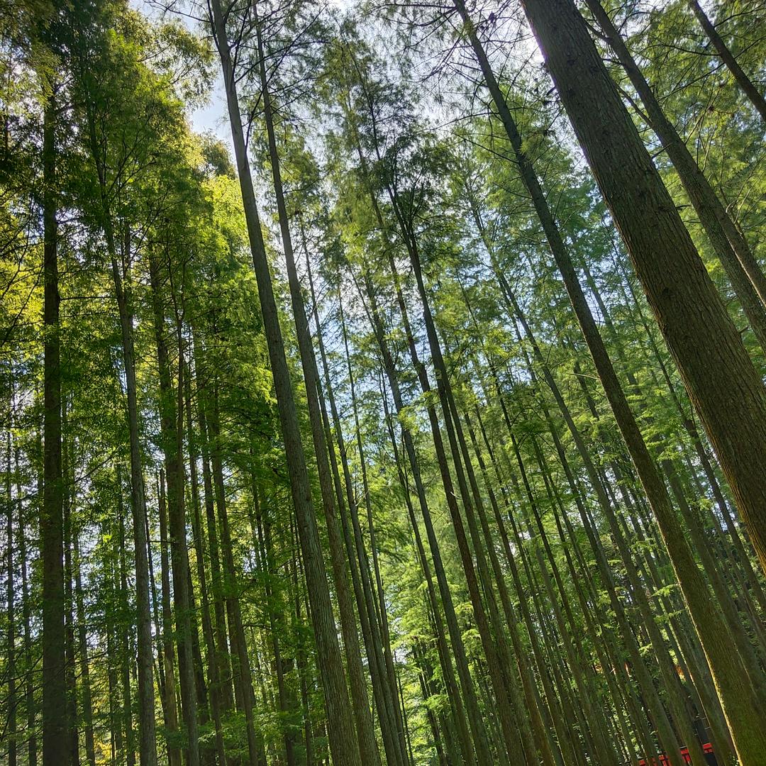 香凝