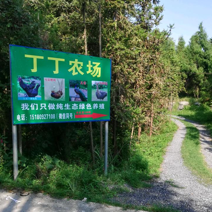 丁丁农场