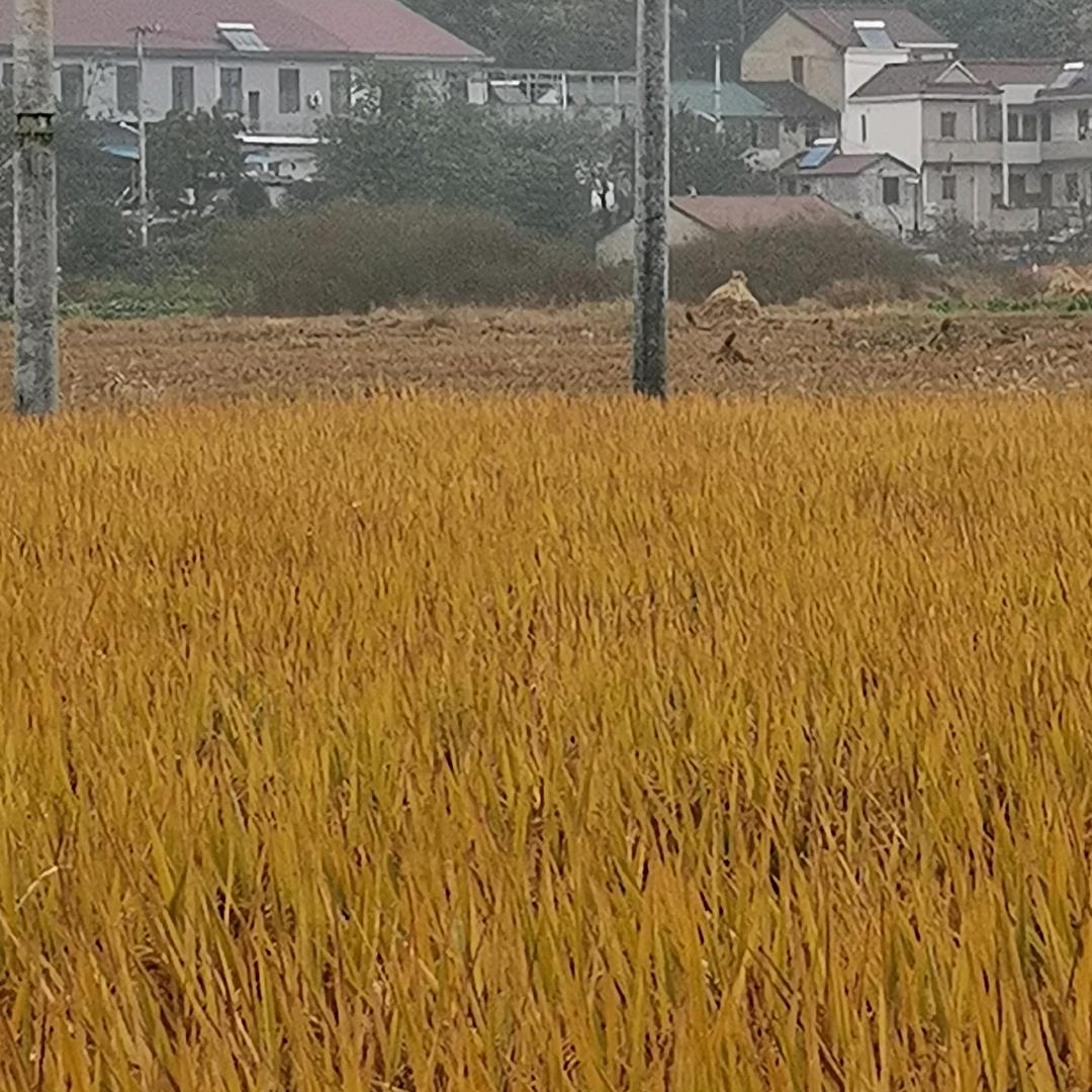 冯文光