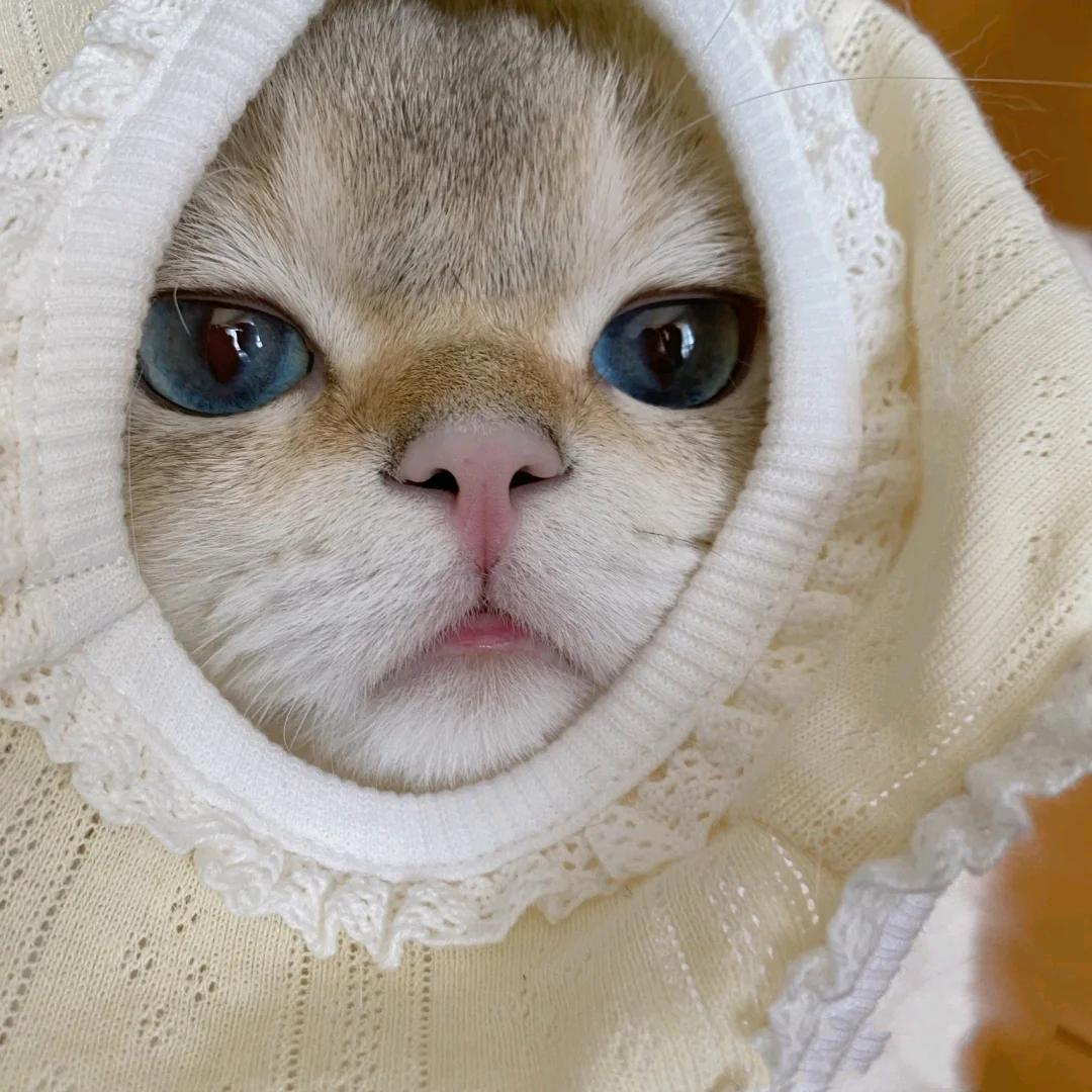 不甩你的猫
