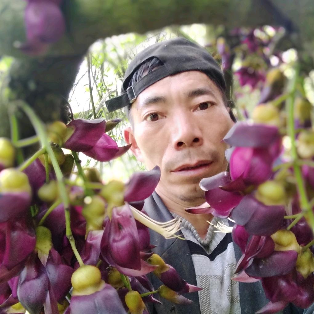 南山苗药