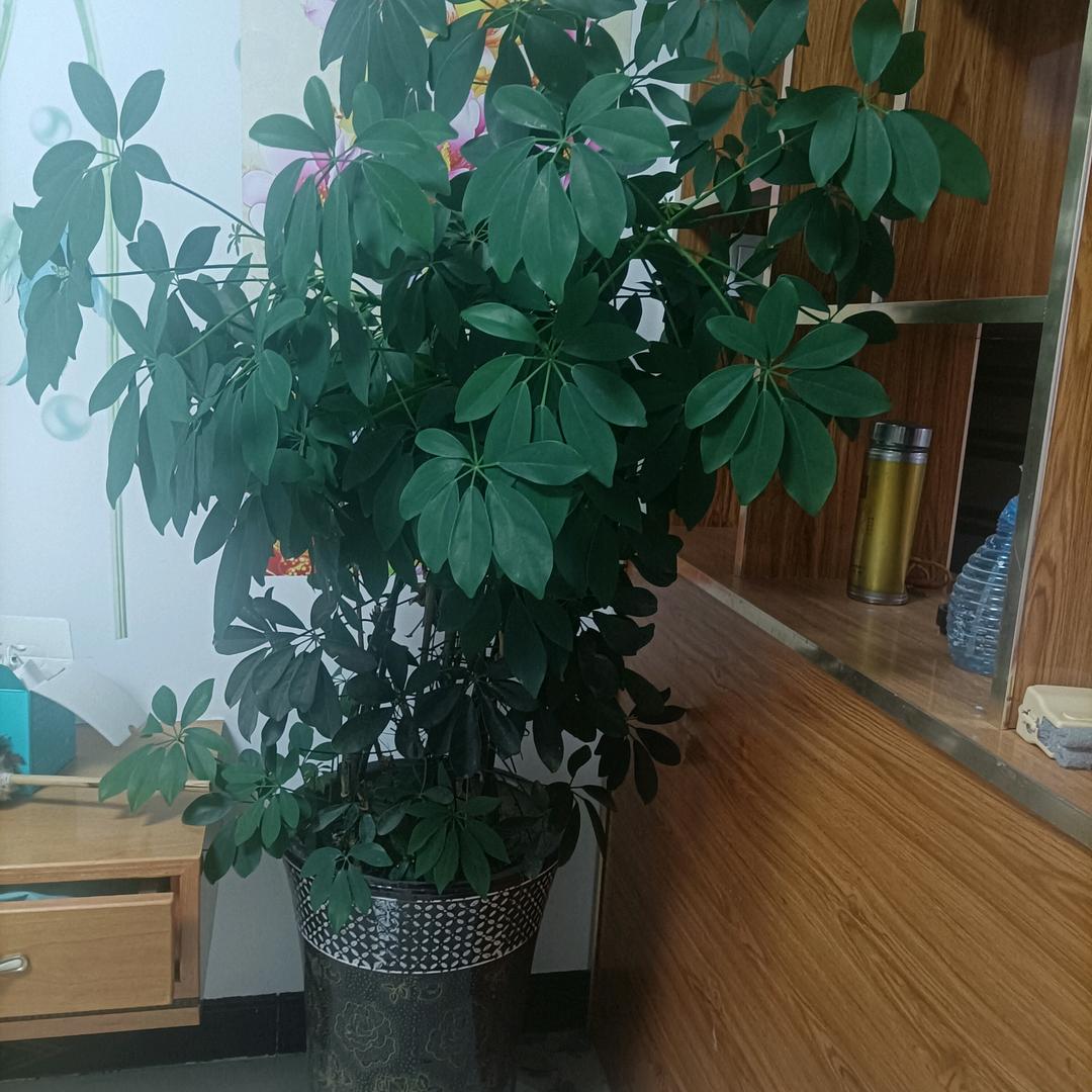 红哥花妹红娘扬姐