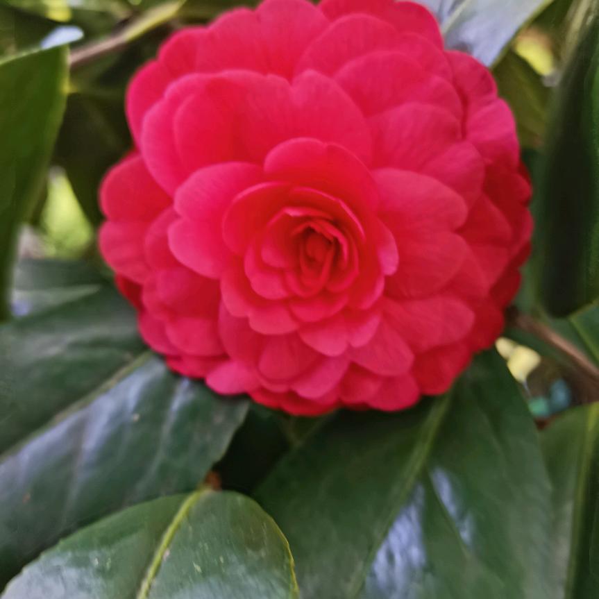 杨家画廊
