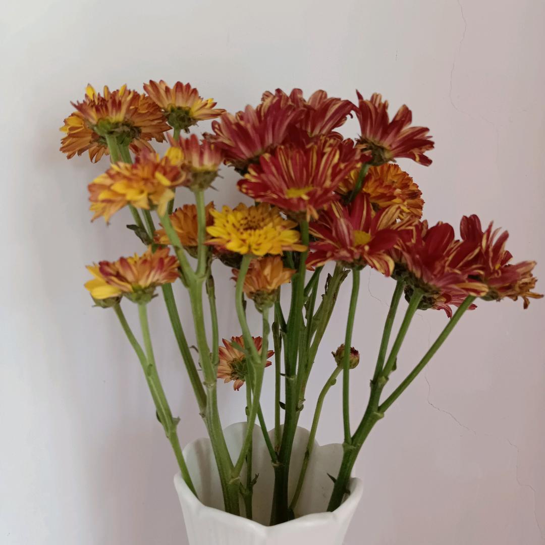 ✨淡然💞一笑✨