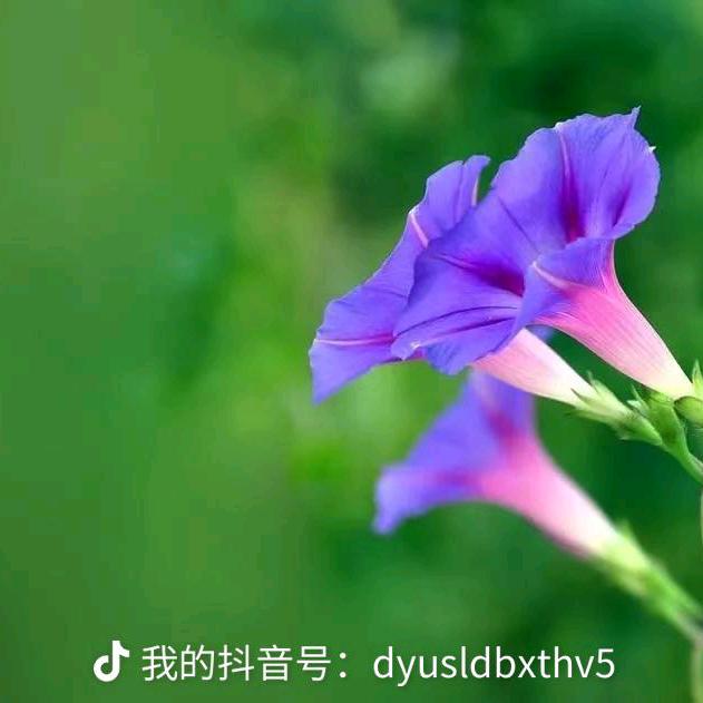 用户4974355111594爱的奉献1