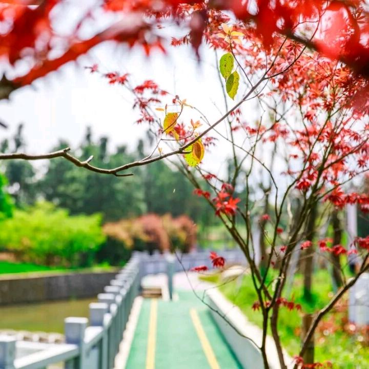 泮泮