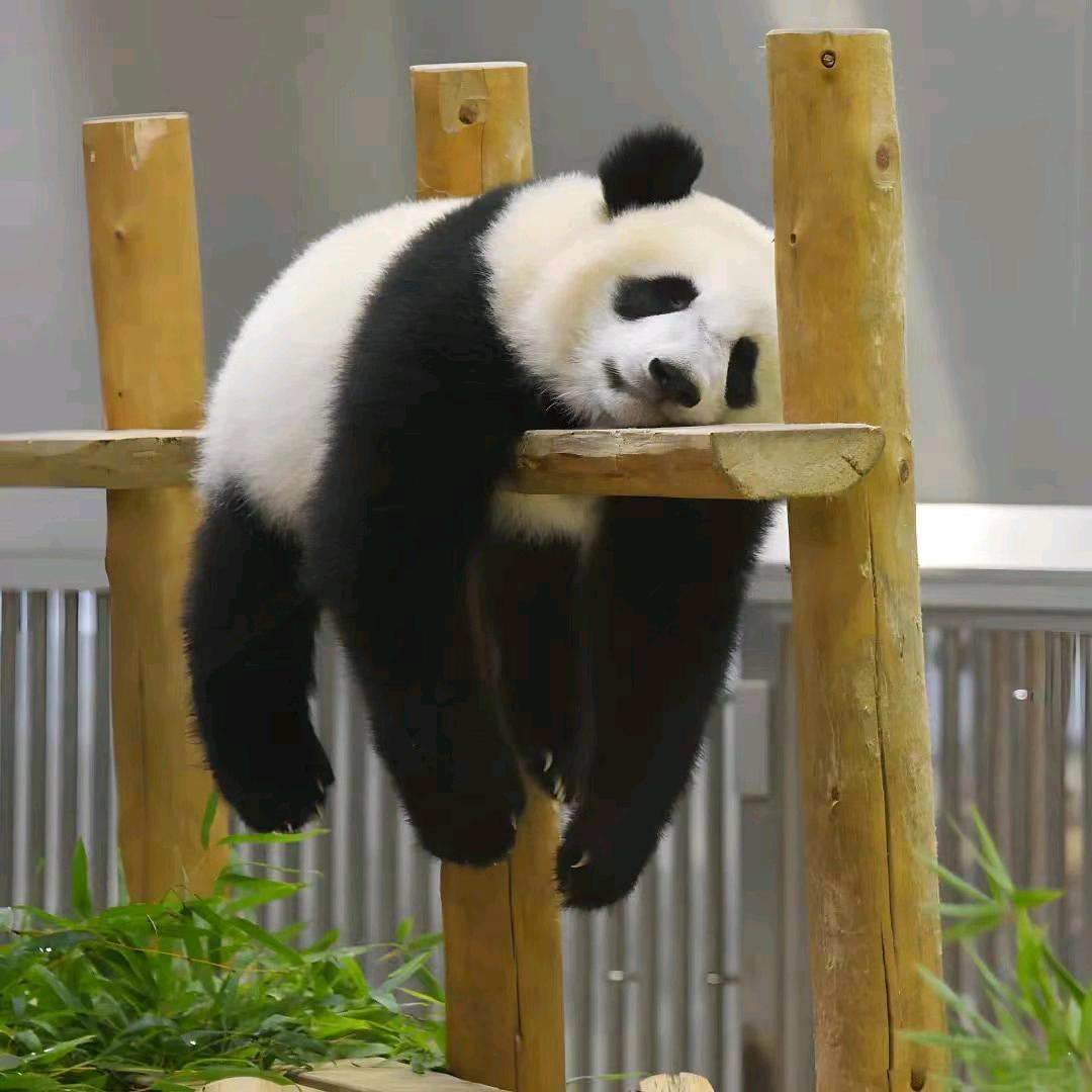 金铲铲头盔威少