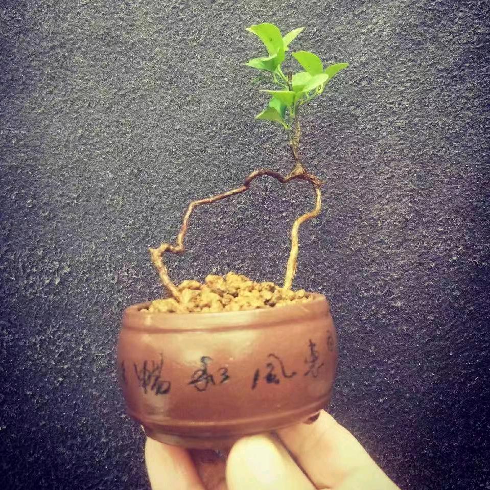 👉克拉斯﹉温州养树人