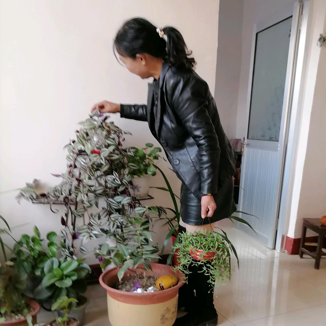 梅子    ；