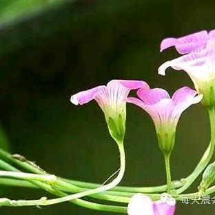 马栏牛集宜家兴生活广场