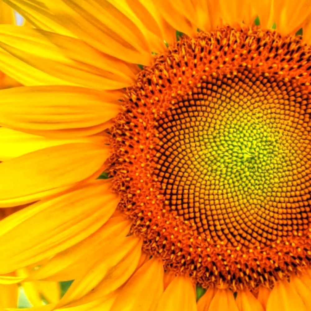 晏心身心能量疗愈