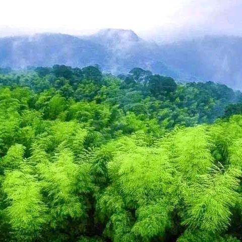 竹海