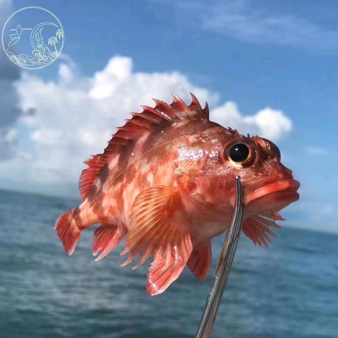 燕子海鲜