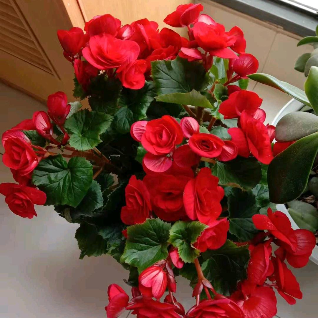 快乐荣姐 🌹🌹🌹