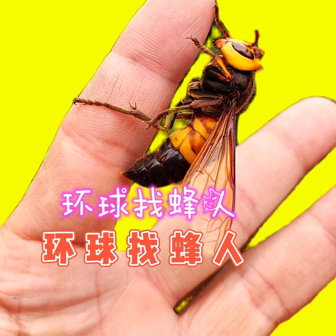 环球找蜂人