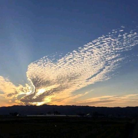 大鳯凰