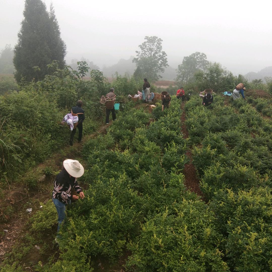 张家界发平种养专业合作社