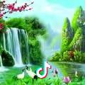 乡村栀子花开
