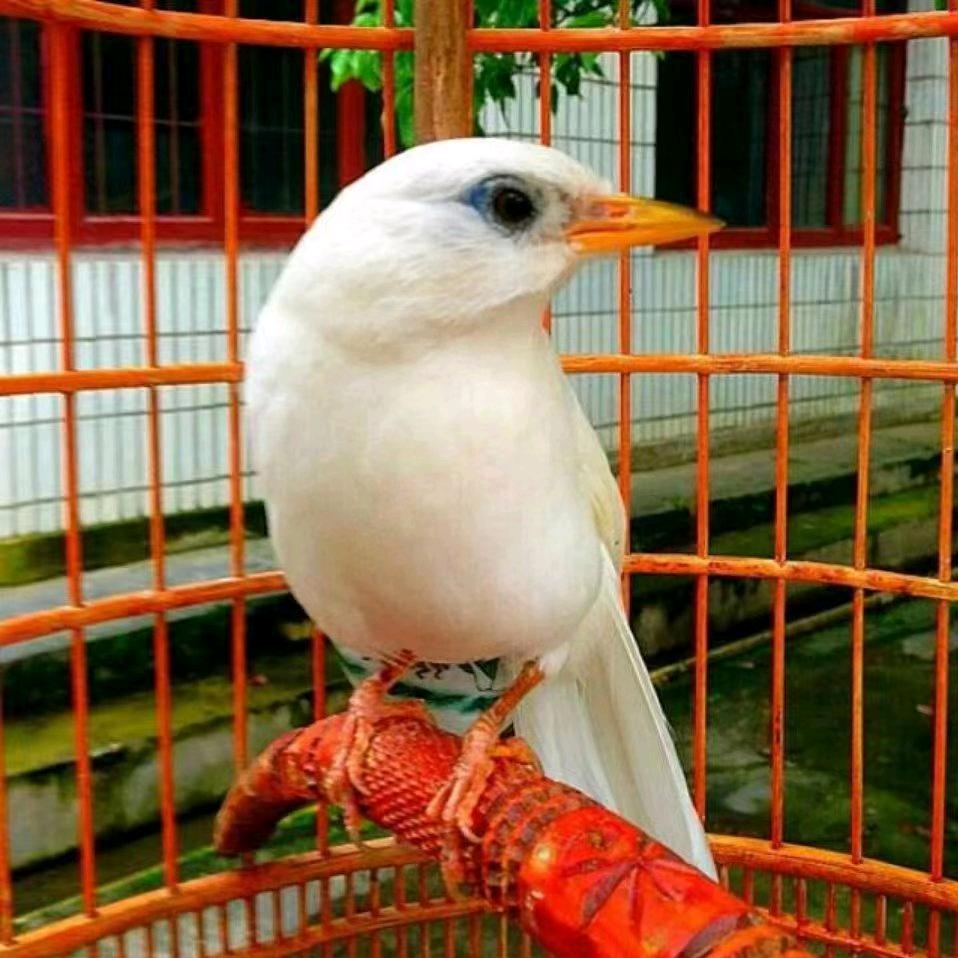 凯里市凤姐鸟笼店1