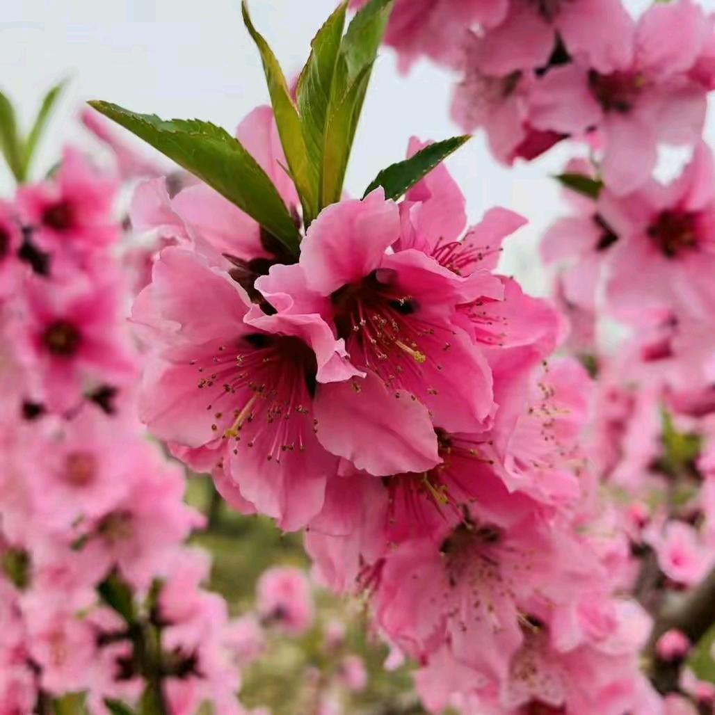 百善孝为先⊙ω⊙