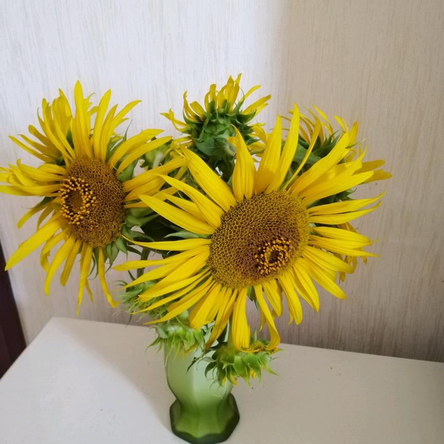 夏日阳光