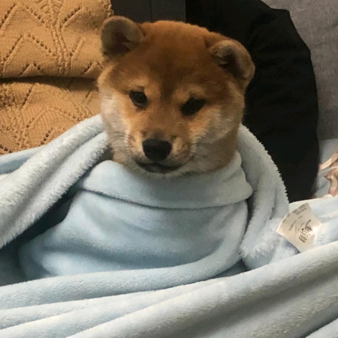 脚脚很臭的波比