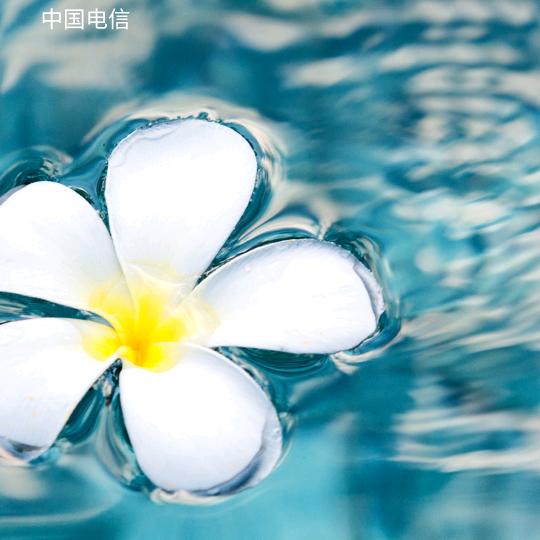 梅菊竹兰