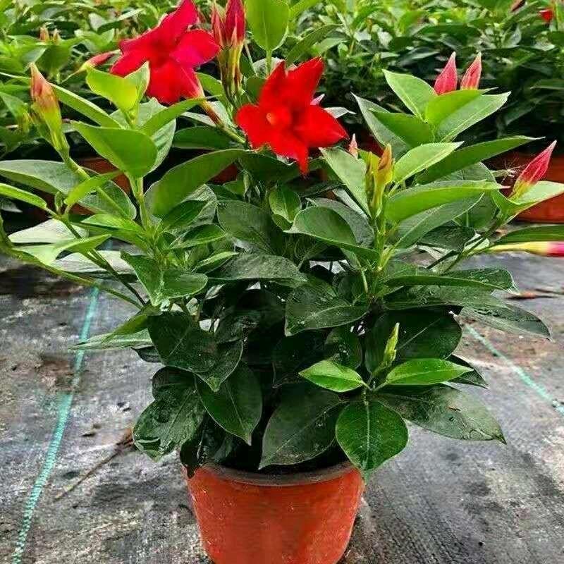 故轩阁花卉绿植