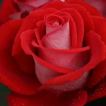 💕静心❤️养花🌹