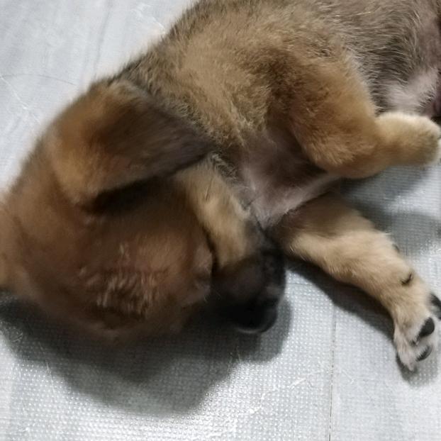 顺子成长记