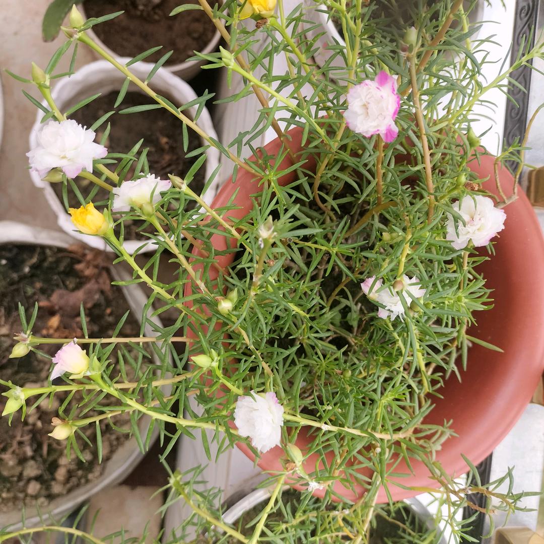 小蜜蜂🐝