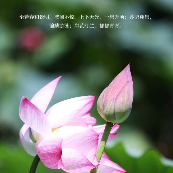 HY颜色不一样的烟火