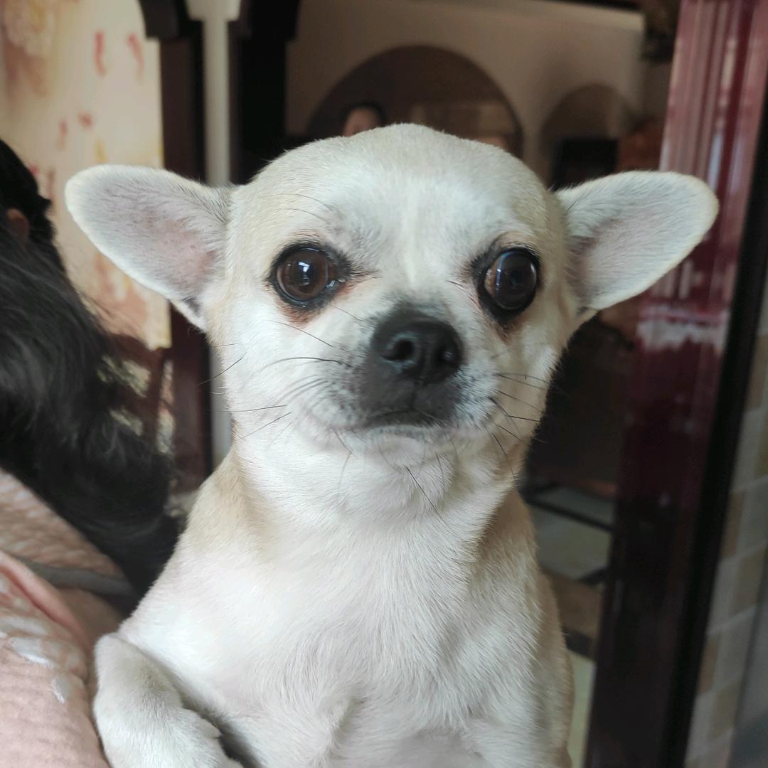 阿珍