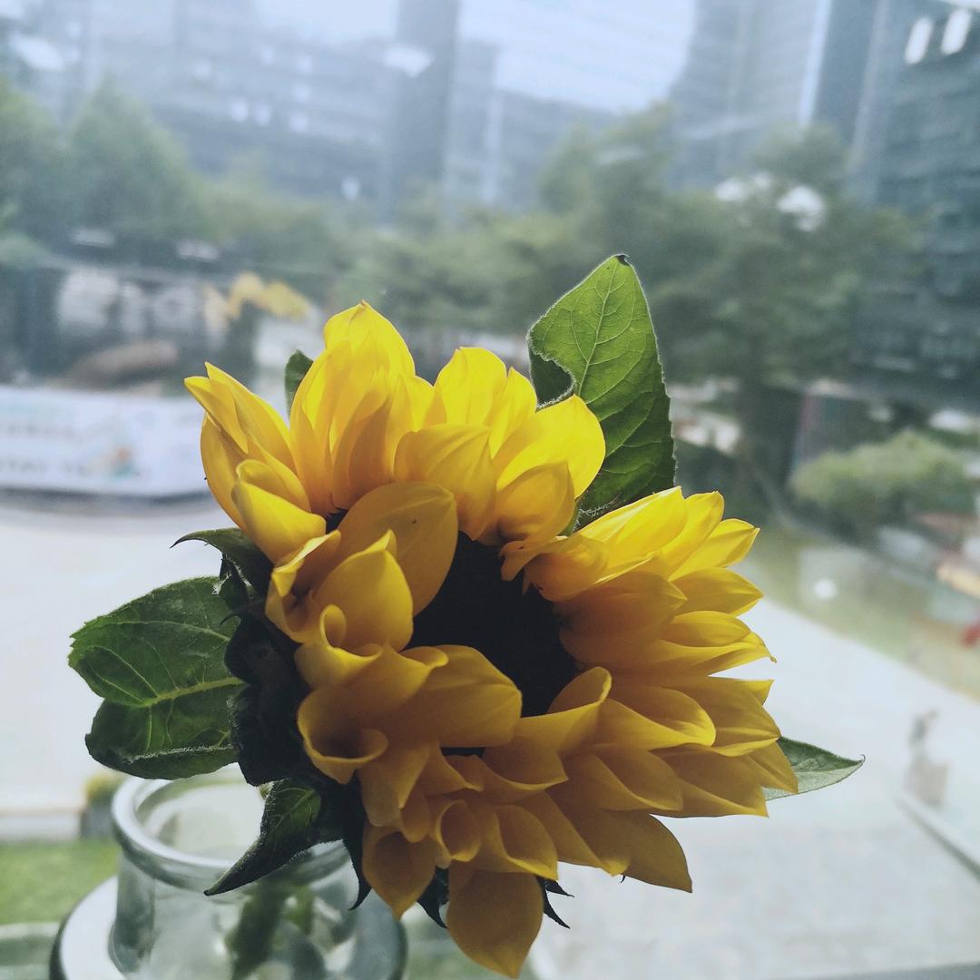 阿库拉玛塔塔haha