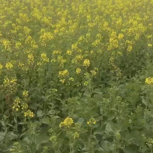 🌈风中奇缘🌈