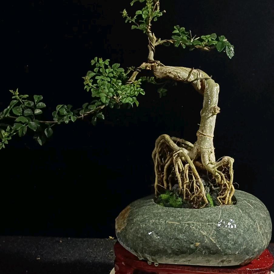 你最爱的石头