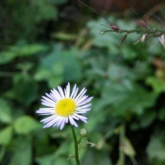 草根藏